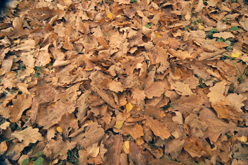 foliage