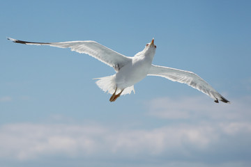 Fototapeta premium seagull
