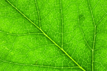 Fototapeta na wymiar Leaf Texture./ Leaf Texture. 