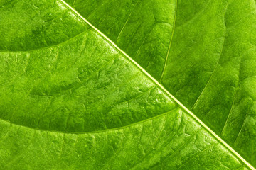 Leaf Texture./ Leaf Texture. 