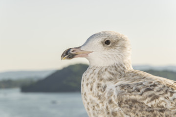 Photogenic seagull 3