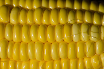 .Corn seed placed on the pods do not have a closer look at the d