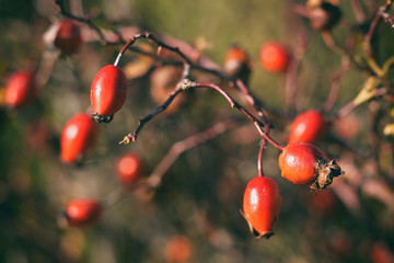 Vintage photo of rosehip berries