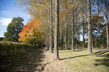 Fototapeta premium autmn