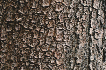 Tree background for texture