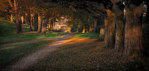 Morning at Ravenhill Park, Swansea
Lush greens and cruchy golden leaves in an Autumn morning at Ravenhill park in Swansea, South Wales.