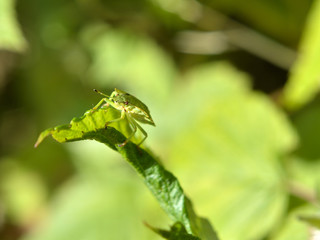 Green shield bug