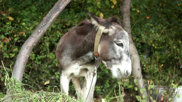 The onager is a brown Asian wild ass is inhabitant