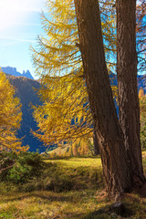 Fantastic autumn landscape with yellow larch in a sunny day. (Me