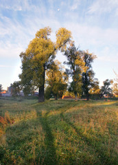 Morning Walk in Maltsevo