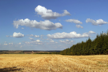 Fototapeta premium summer landscape