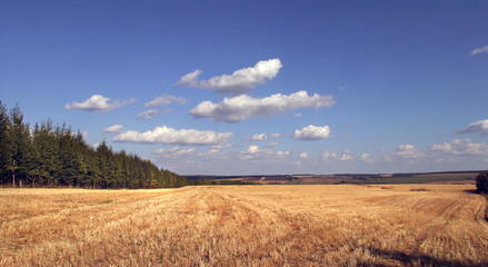 summer landscape