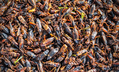 crickets to the surface detail.