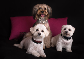 Cute West Highland White Terrier sitting on black