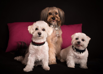 Cute West Highland White Terrier sitting on black
