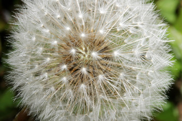 Fototapeta premium dandelion