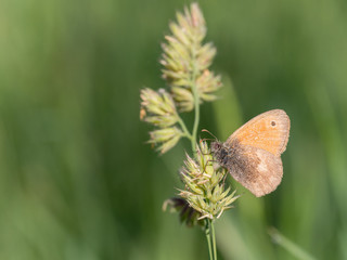 Small Heath, Coenonympha pamphilus