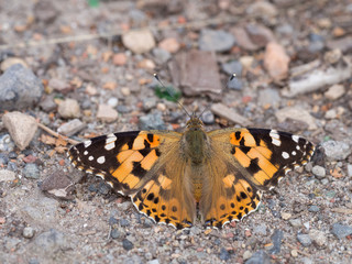 Painted lady, cosmopolitan, Vanessa cardui