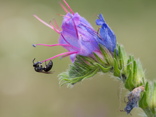 Bee, Hylaeus
