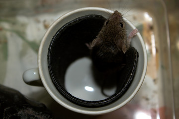 Mouse stuck the muzzle out of the cup