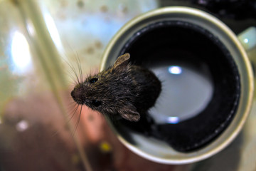 Mouse stuck the muzzle out of the cup