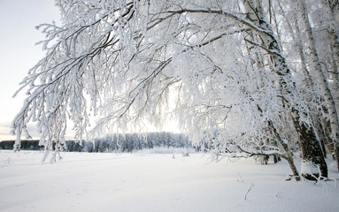 winter landscape