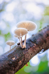Group of mushrooms - Oudemansiella mucida..