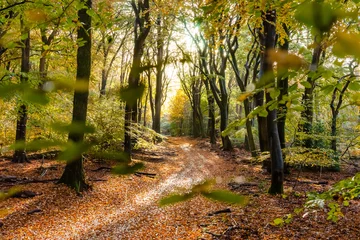  Sunflair on footpath at forest in autumn season, netherlands © fotografiecor