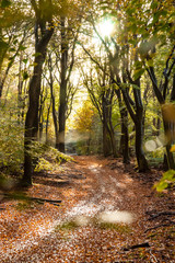 Sunflair on footpath at forest in autumn season, netherlands