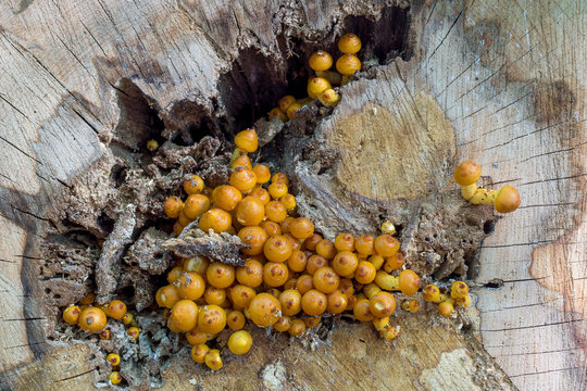 Honey fungus, Armillaria