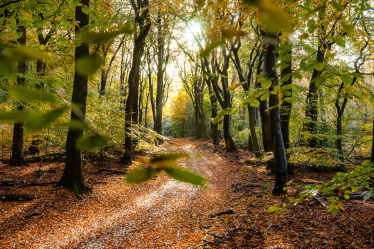 Fototapeta Sunflair on footpath at forest in autumn season, netherlands