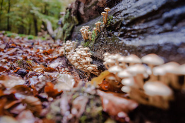 Wild mushrooms at autumn in forrest