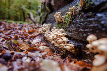 Wild mushrooms at autumn in forrest