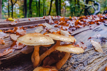 Wild mushrooms at autumn in forrest