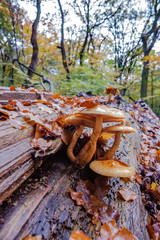 Wild mushrooms at autumn in forrest