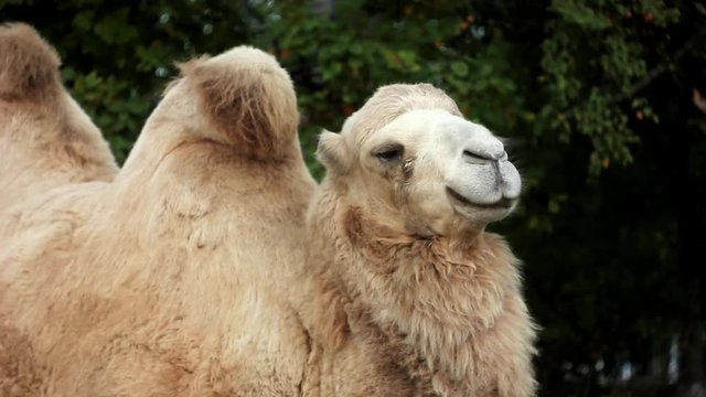 Two-humped camel in Toronto zoo