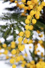 mimosa