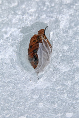 oak leaf in the ice