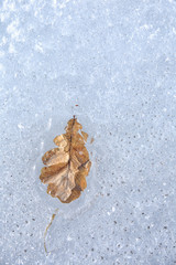 oak leaf in the ice