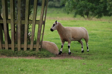 lamb
