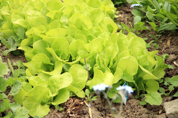 Young lettuce in ecological home garden. Eco-friendly backyard garden, vegetable country garden.