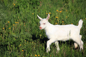 Obraz premium goatling on a meadow