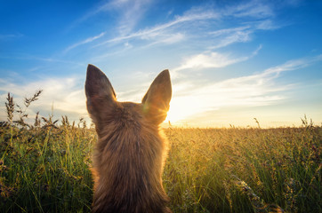 Small chihuahua dog enjoying golden sunset in grass. It stands back to camera on colorful field. Blue sky and white clouds around. Shot from down
