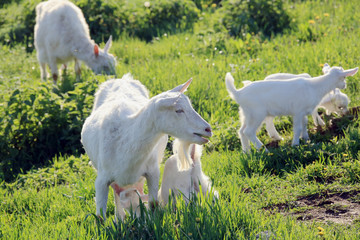 Naklejka premium Goat with kids on a meadow