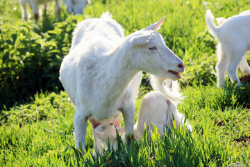 Goat with kids on a meadow