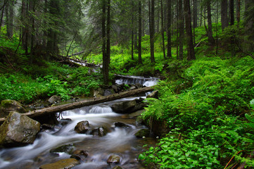 River in the woods