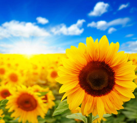 Fototapeta premium sunflowers and sun