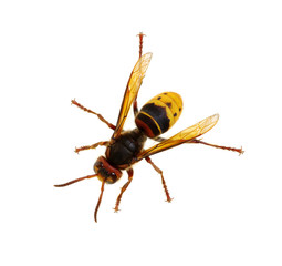 hornet isolated on white