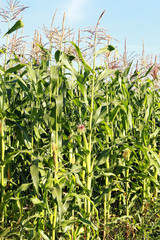Fototapeta premium corn field