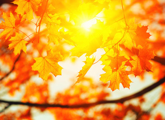  Autumn leaves on the sun